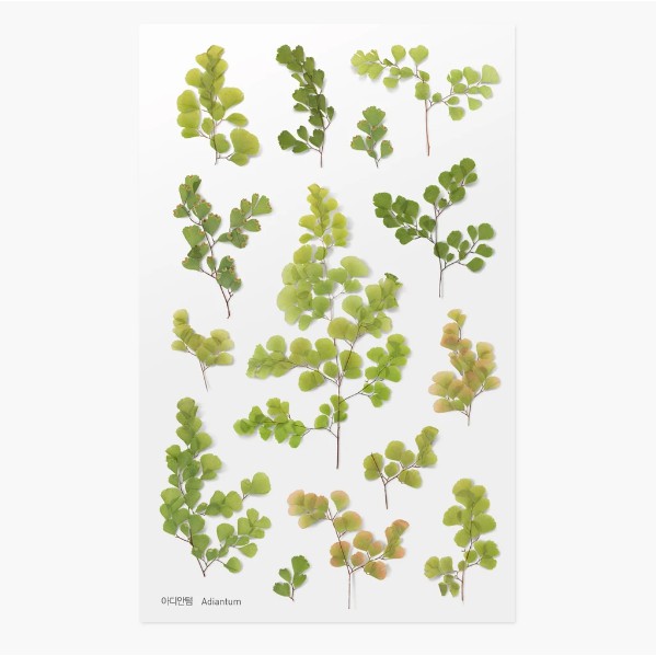 

Appree Pressed Flower Sticker 021 - Adiantum