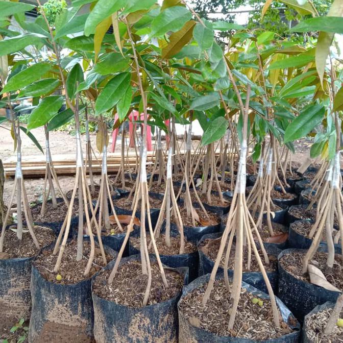 #_* BIBIT TANAMAN BUAH DURIAN MUSANG KING KAKI 5 - TANAMAN DURIAN UNGGUL $$##