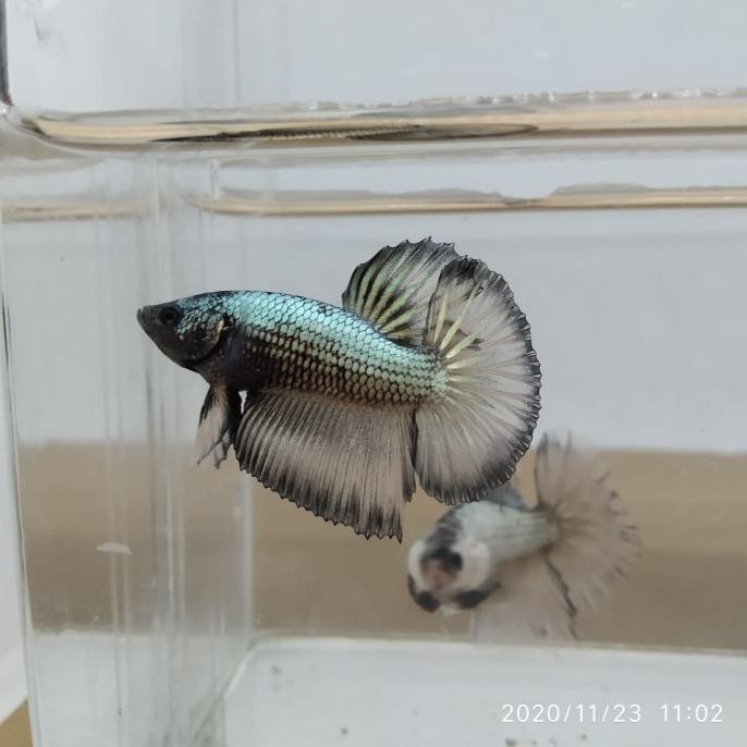Terlaris Ikan Cupang Halfmoon Copper Series