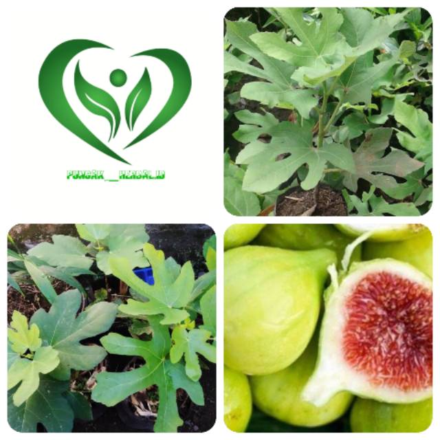 Bibit tanaman buah tin tanaman tin