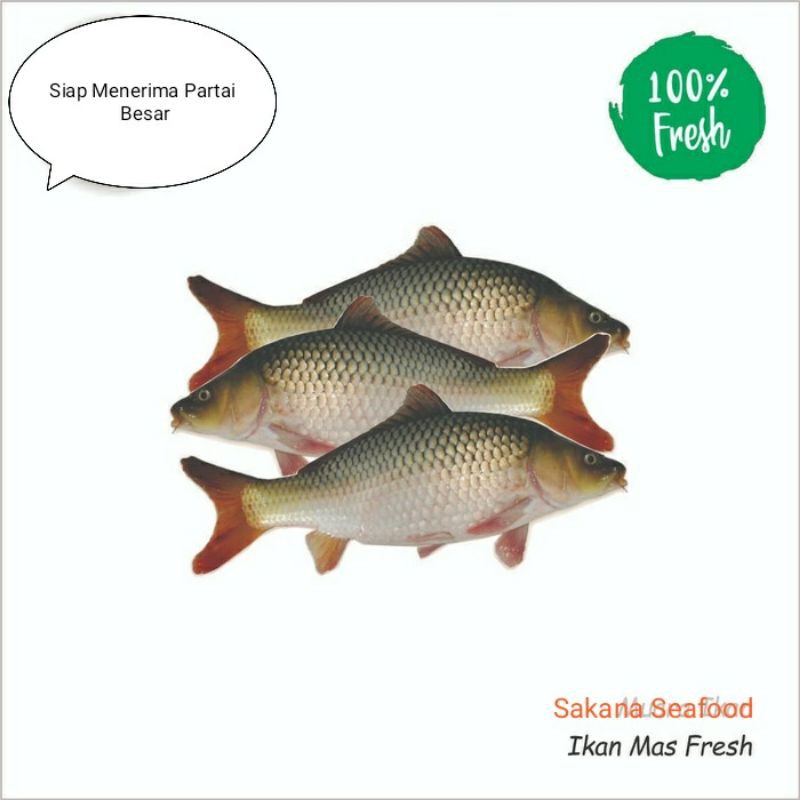 

Ikan Emas Fresh 1kg