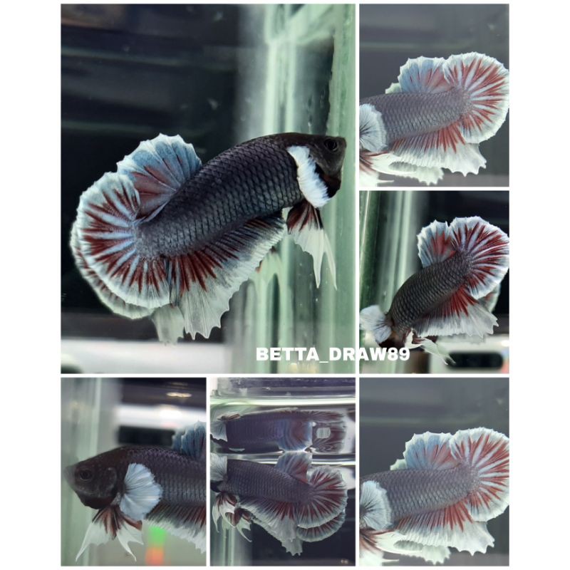 Cupang plakat Dumbo Ear