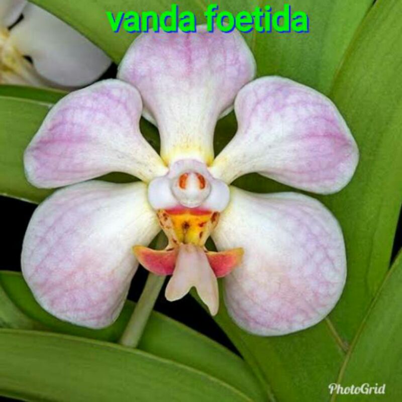 anggrek vanda fotida