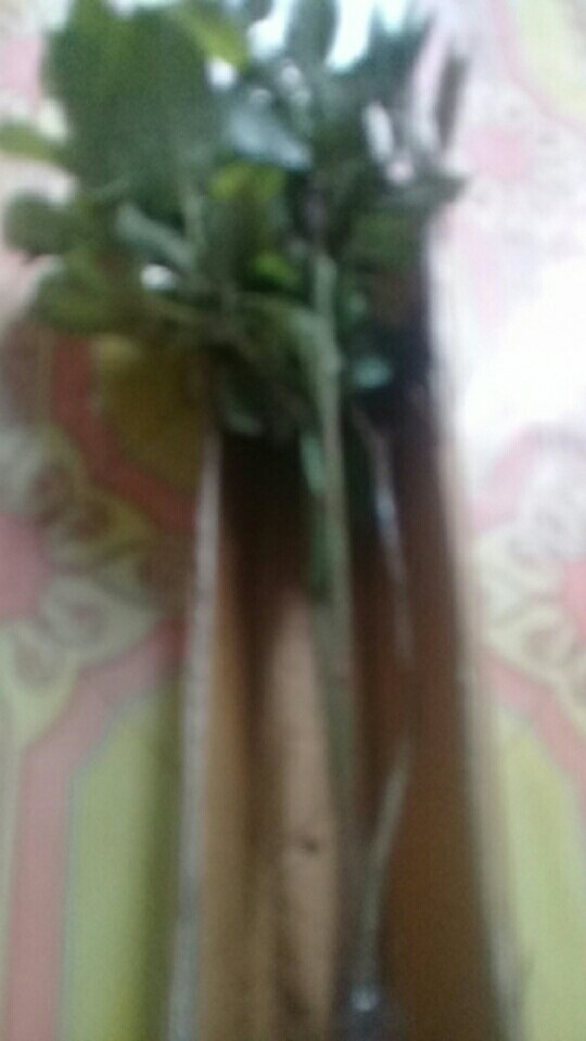 Bibit Kelengkeng Matalada