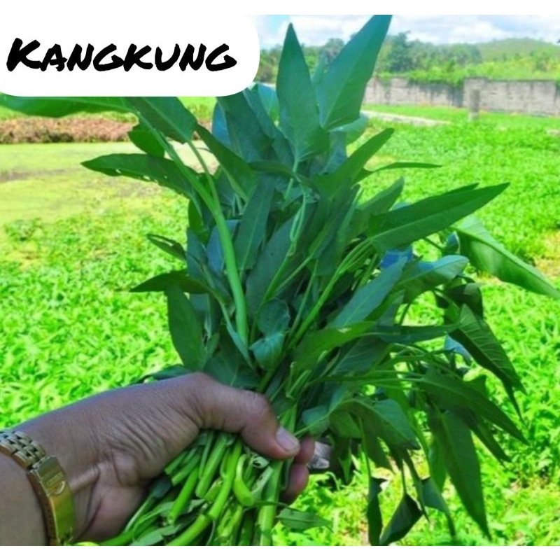 Benih Kangkung  Bibit Tanaman Sayuran Hidroponik Daun Hijau Unggul