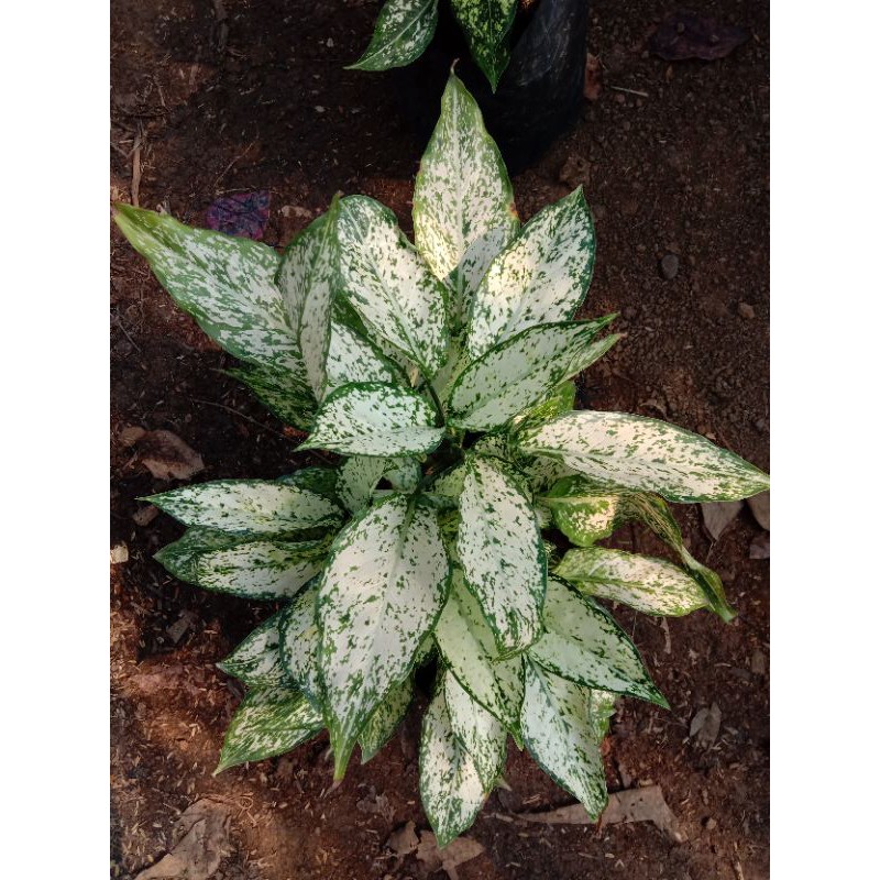 Tanaman hias Aglonema Snow White Rumpun