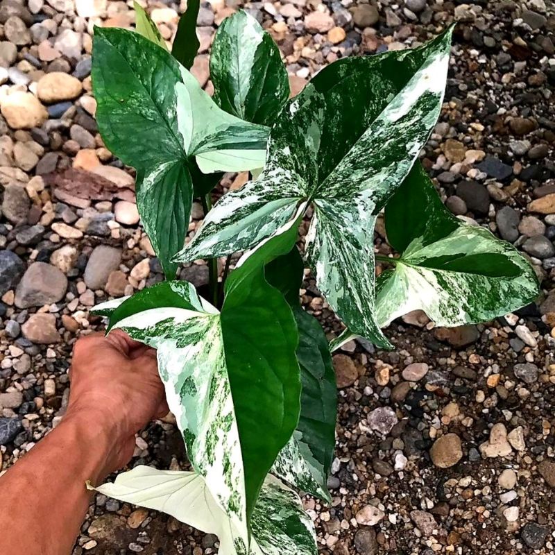 Syngonium Varigata Putih / syngonium / singonium / syngonium pink / singonium pink / singonium pink 