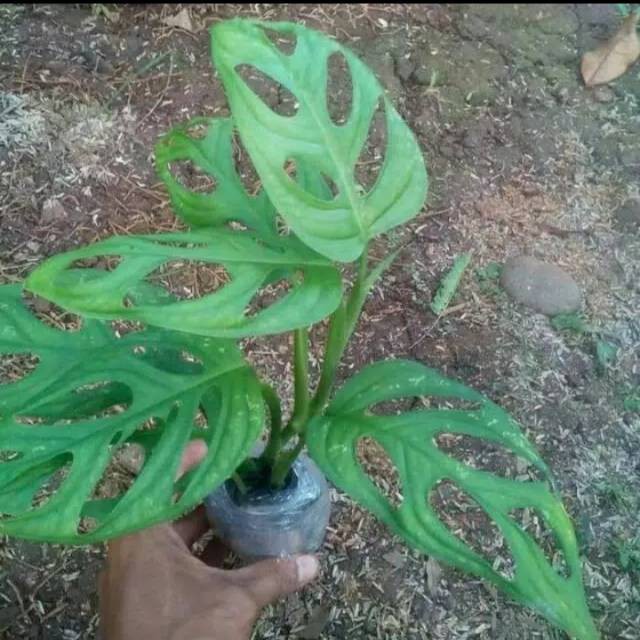 Tanaman monstera obliqua-tanaman janda bolong