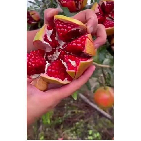 bibit delima/pohon delima merah