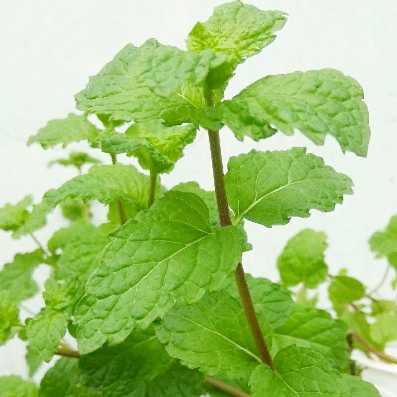 

Daun mint