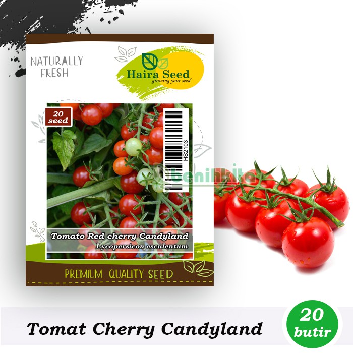 Benih-Bibit Tomat Red Cherry Candyland (Haira Seed)