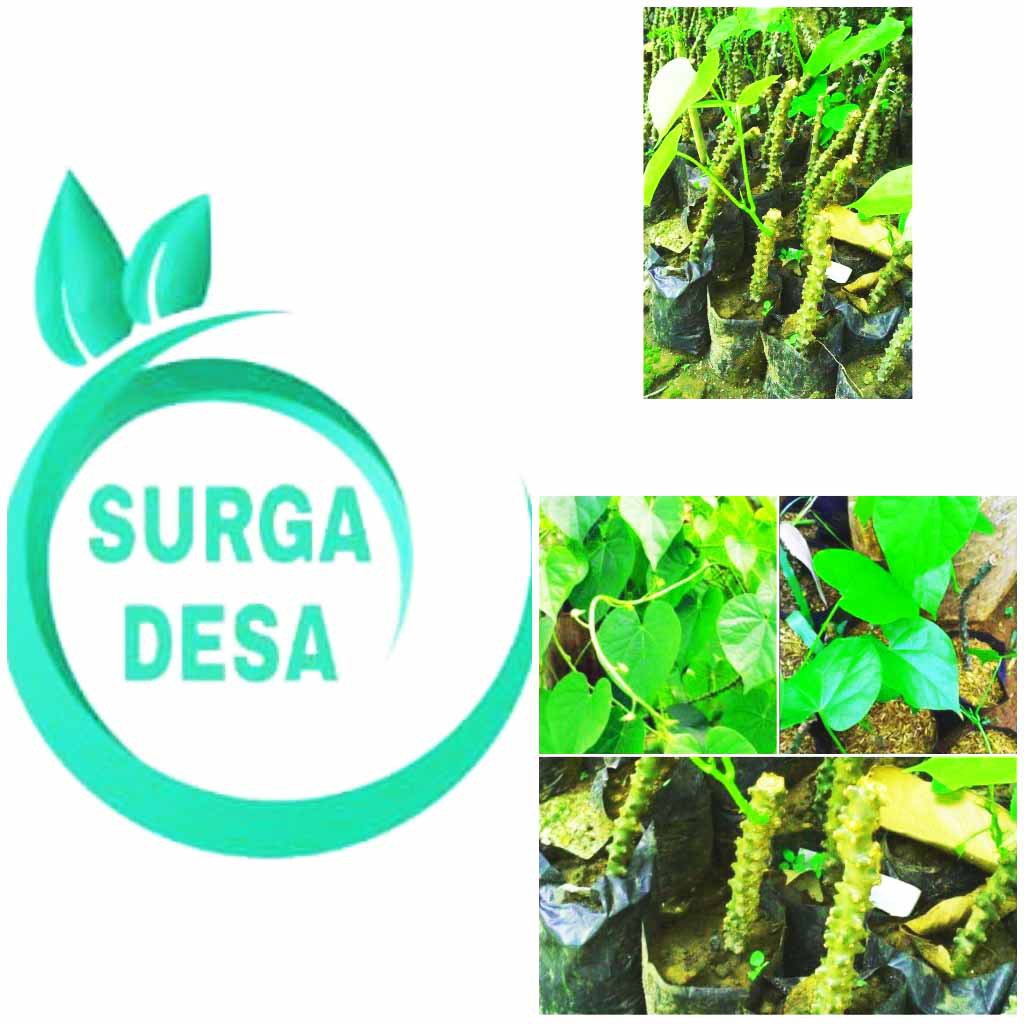 bibit brotowali benih brotowali pohon brotowali bibit brotowali benih batrawali binih betrawali