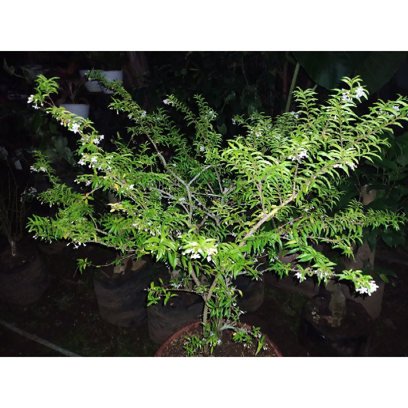 Anting Putri Mikro Bahan Bibit Bonsai