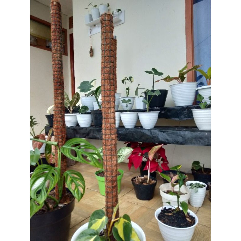 turus cocofiber 80cm / turus sabut kelapa