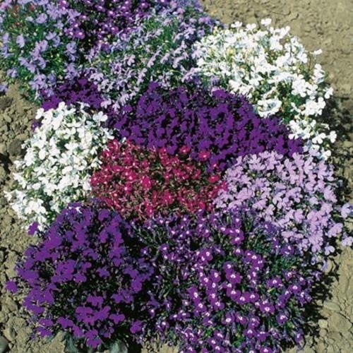 Benih Bibit Biji - Bunga Lobelia String of Pearls Flower Seeds - IMPORT