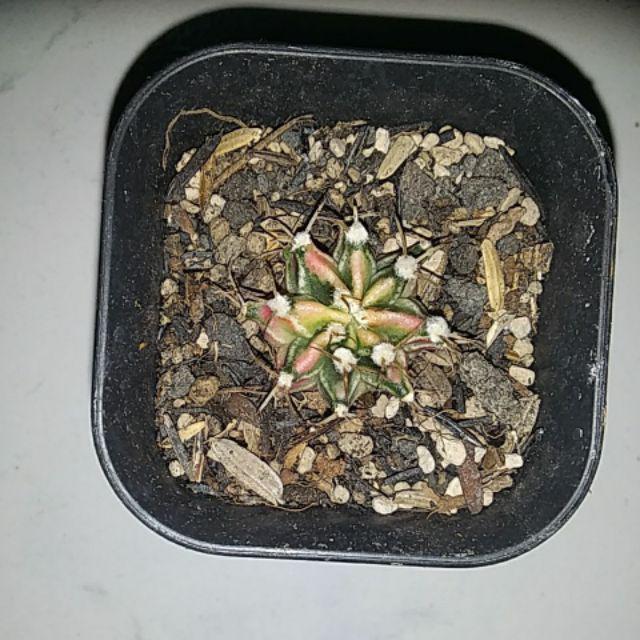 Kaktus Milo Starfire Gymno Gymnocalycium Mihanovichii Miha Var Variegata Indukan