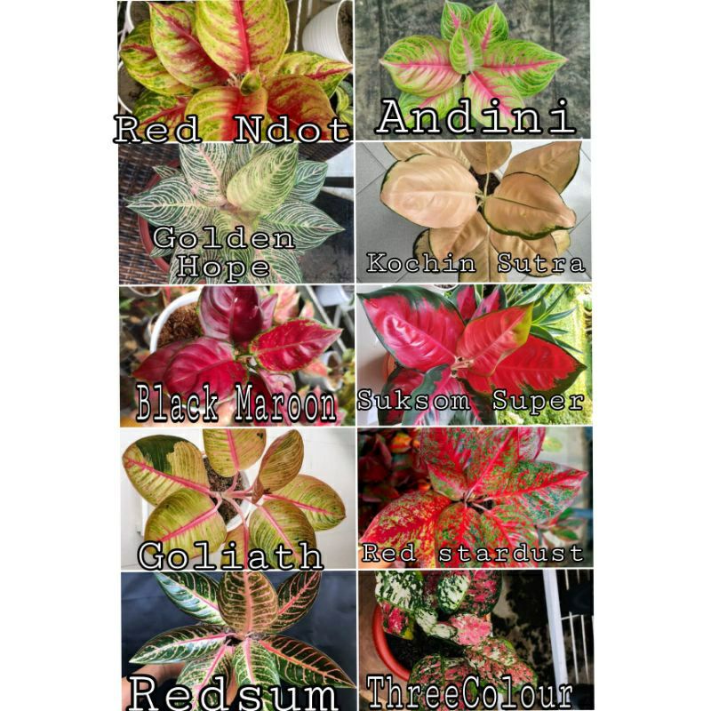 Paket 10Bibit Bonggol Aglonema | Bermacam jenis aglonema