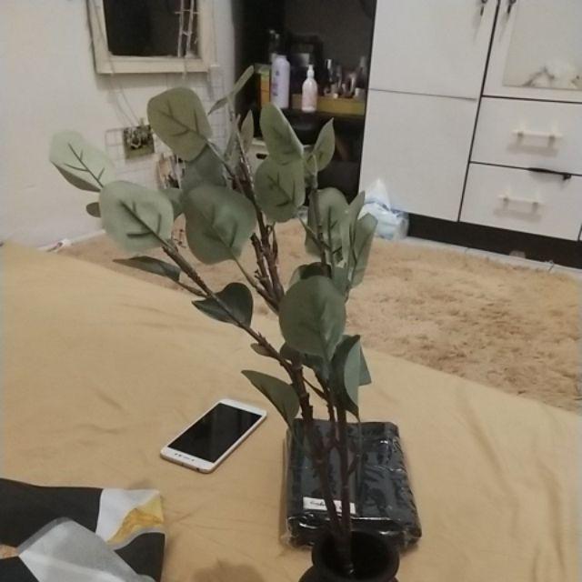 Euca. Eucalyptus Artificial