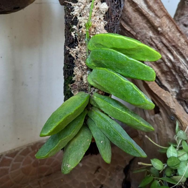 Hoya dischidia major sama medianya tinggal cantolin aja.