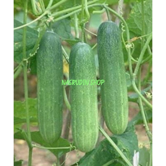 

[Fresh] BUAH TIMUN SEGAR LANGSUNG PETIK BUAH MENTIMUN SAYUR TIMUN LALAB TIMUN MUDA BONTENG