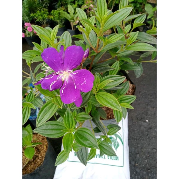 Tanaman Bunga Senggani