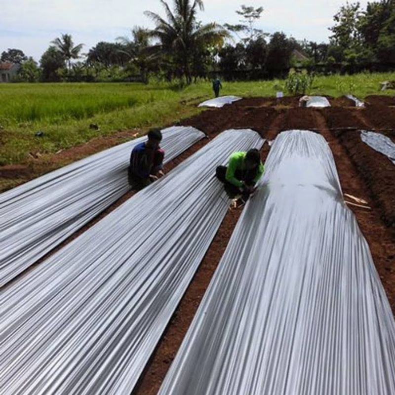 Plastik ROLL HITAM SILVER JUMBO | plastic MULSA tanaman pupuk sinar matahari UV super tebal sangat besar jumbo | plastik rol gulung gulungan black silver