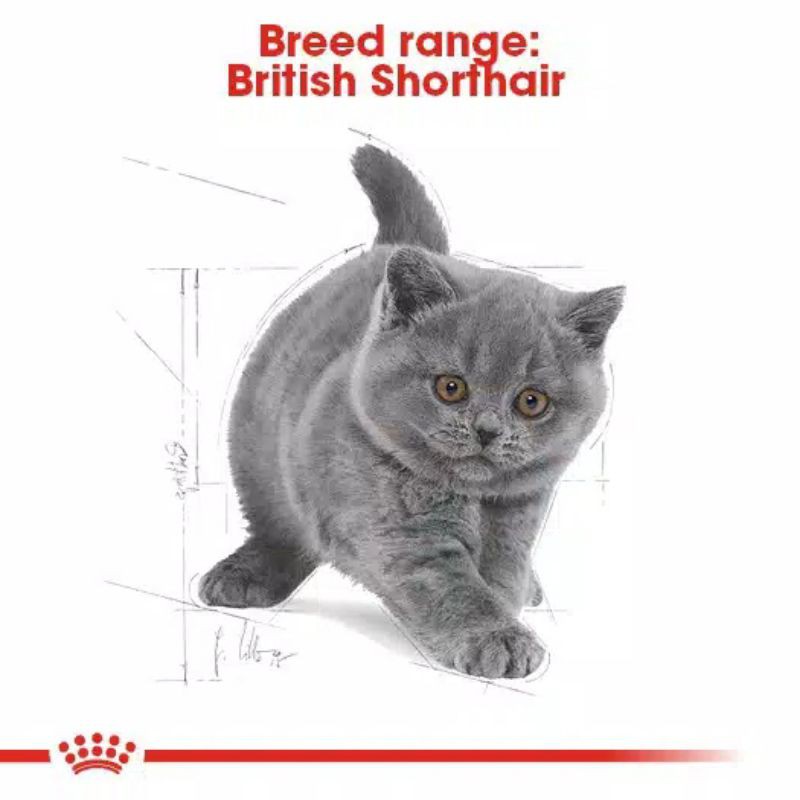 Royal Canin Kitten British Shorthair 2Kg Freshpack Makanan Kucing Kitten British