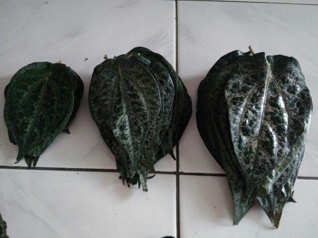 Daun Sirih Merah Suruh Anti Diabetes Desinfektan Alami