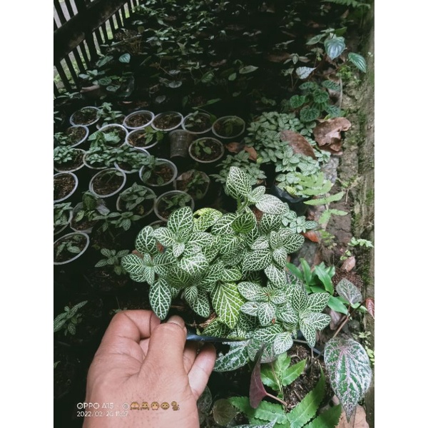 fittonia hijau putih