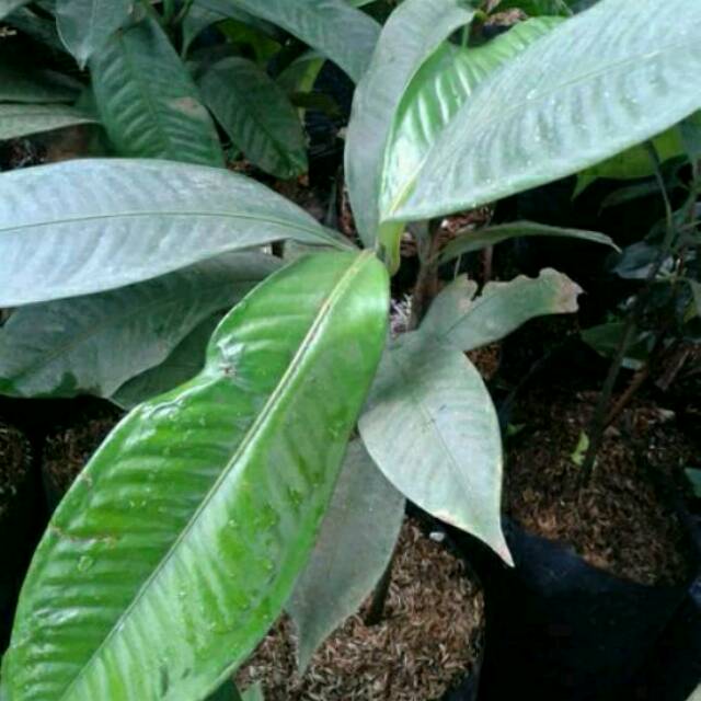 Bibit buah manggis tanpa biji