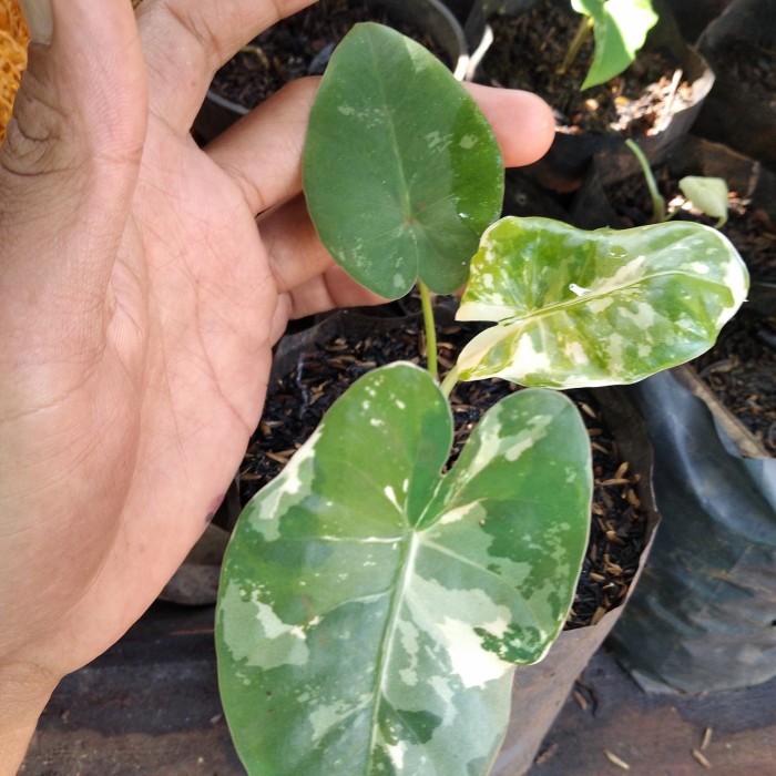 sente varigata anakan