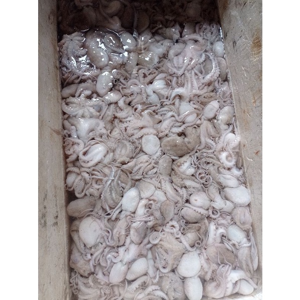 

Baby octopus / gurita baby 500gr