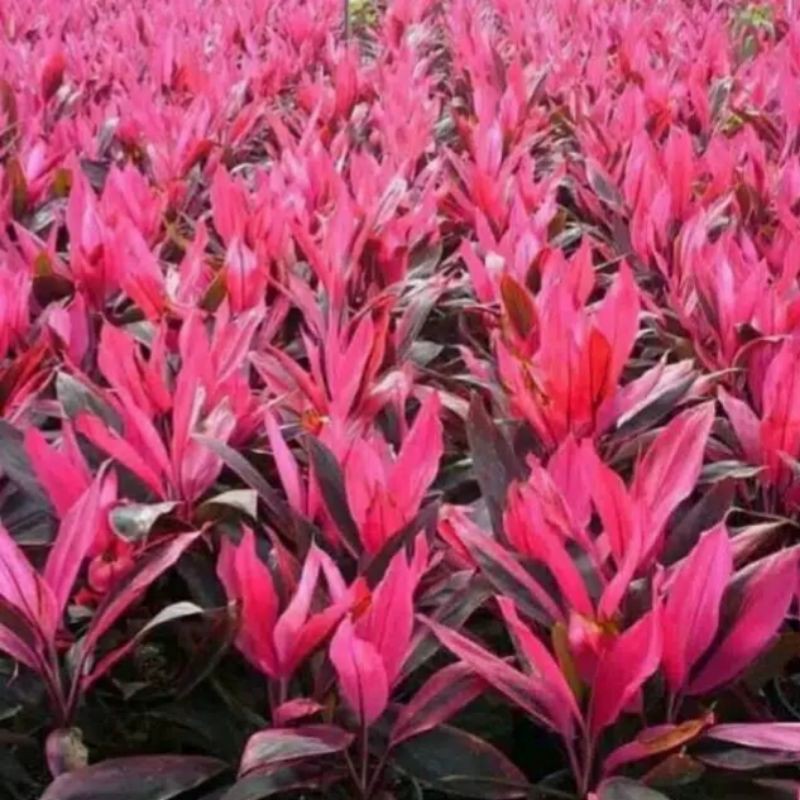 

andong merah/hanjuang
