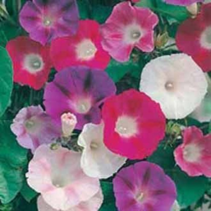 Benih Bunga MORNING GLORY CHOICE MIXED 3 BIJI bibit bunga import F1 Mr Fothergills