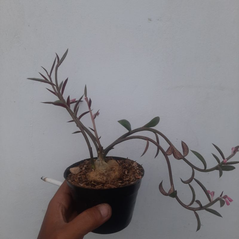 Euphorbia neorubella / Monadenium rubellum