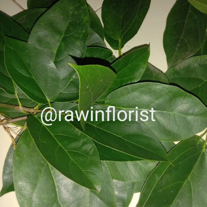 

Daun cincau perdu per 250gram Herbal alami Murah Obat herbal alami murah asli dari kampung