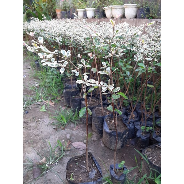 ketapang kencana varigata