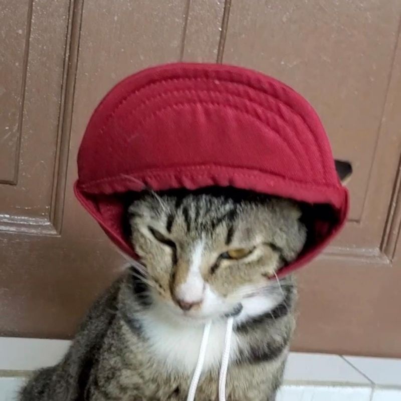 Topi kucing anjing lucu adjustable