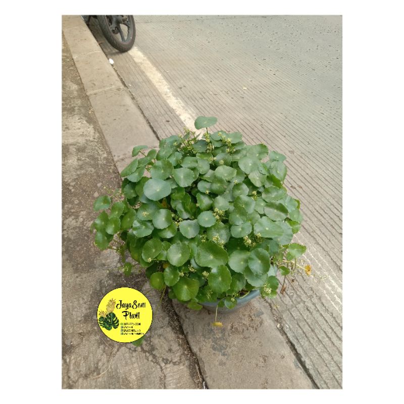 TANAMAN HERBAL DAUN ANTANAN/TANAMAN HERBAL PEGAGAN