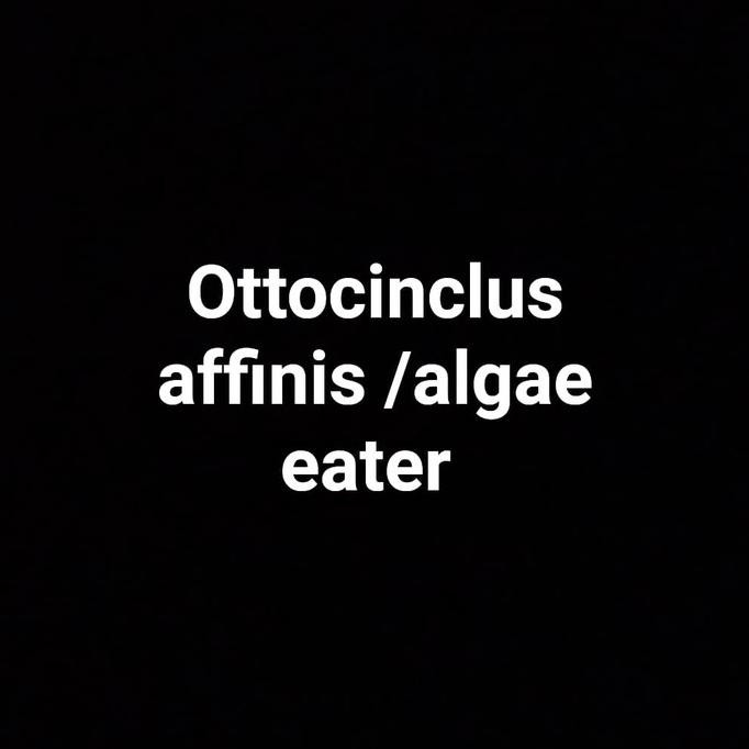 Kualitas Terbaik] Ottocinclus Affinis