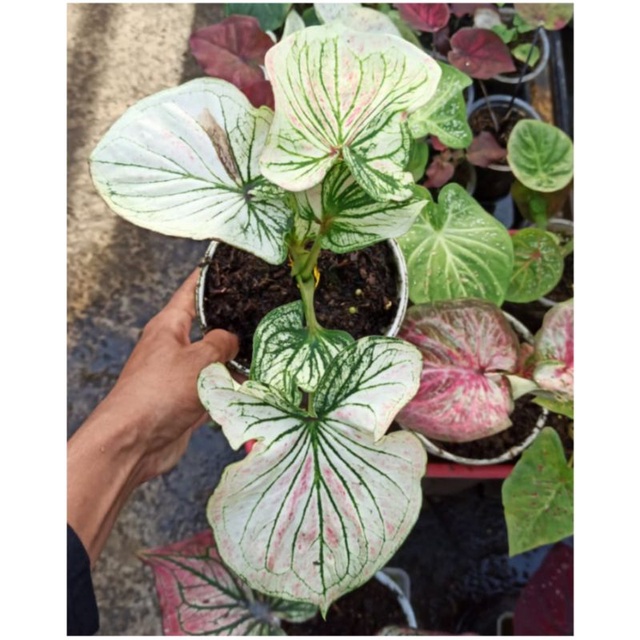 "CALADIUM THAI SERIES WHITE COBRA LURIK"
