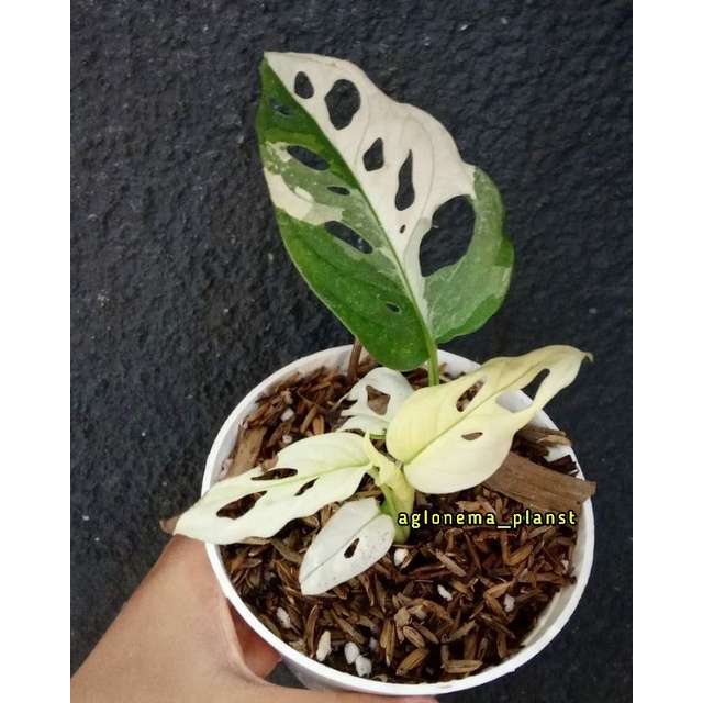 NEW promo bonggol janda bolong acuminata varigata