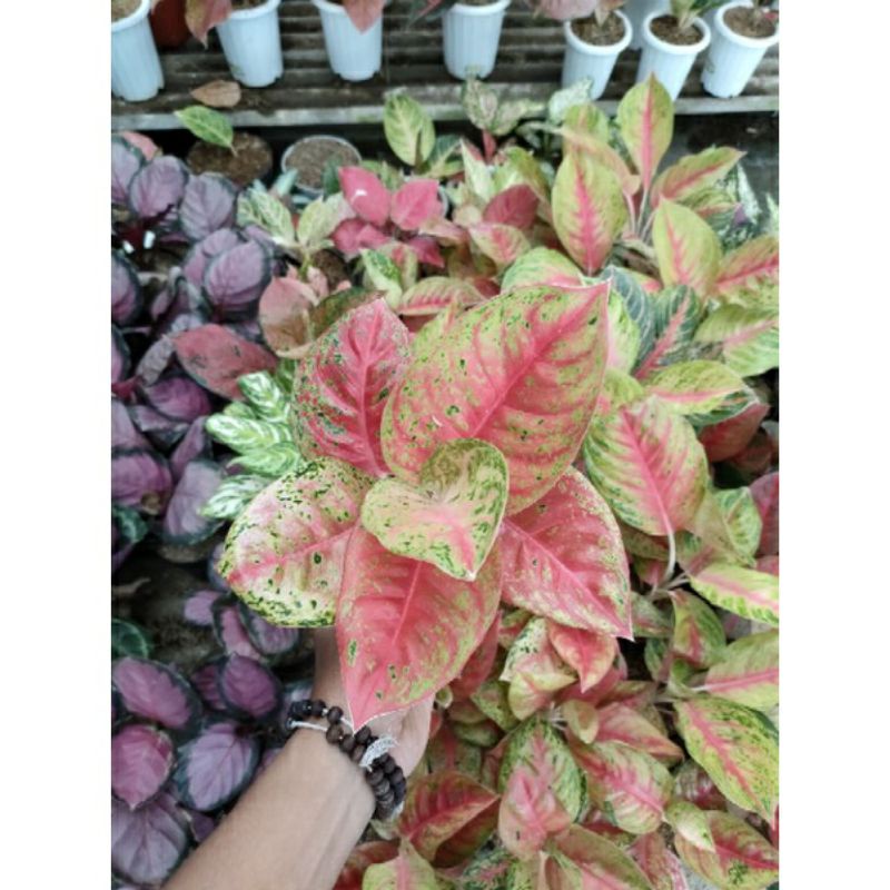 Aglonema Mahaseti