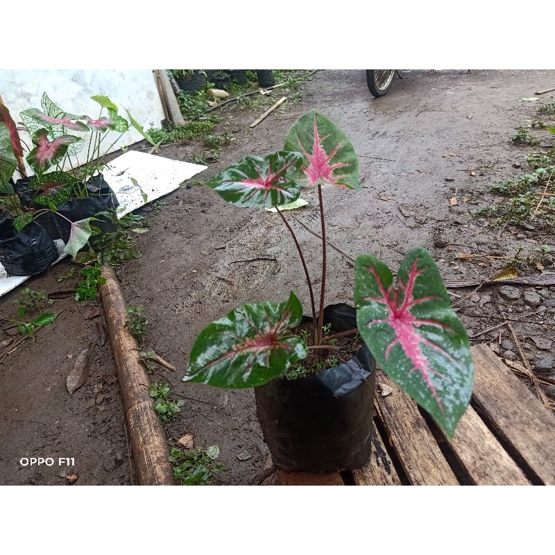 Keladi jantung Hati - Red Bone