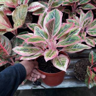  Lotus  Delight Dewasa Tanaman Hias Aglonema  Shopee  