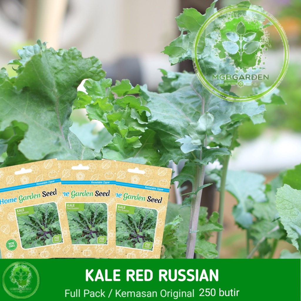 BENIH/BIJI (BAKAL BIBIT) RED RUSSIAN KALE HOME GARDEN SEED