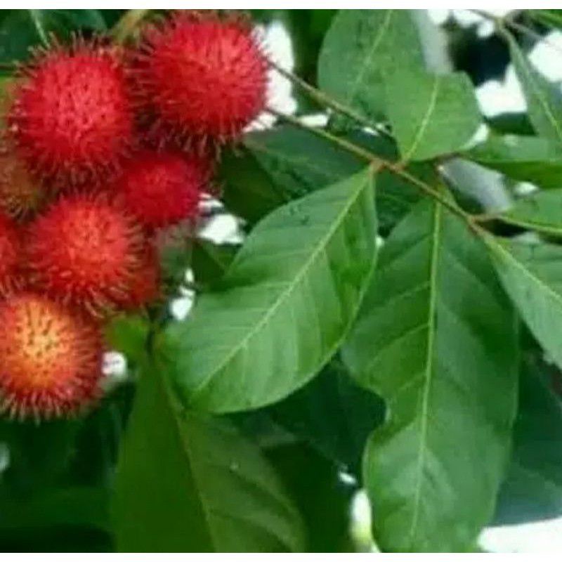 

DAUN RAMBUTAN SEGAR 1KG HERBAL LANGSUNG PETIK