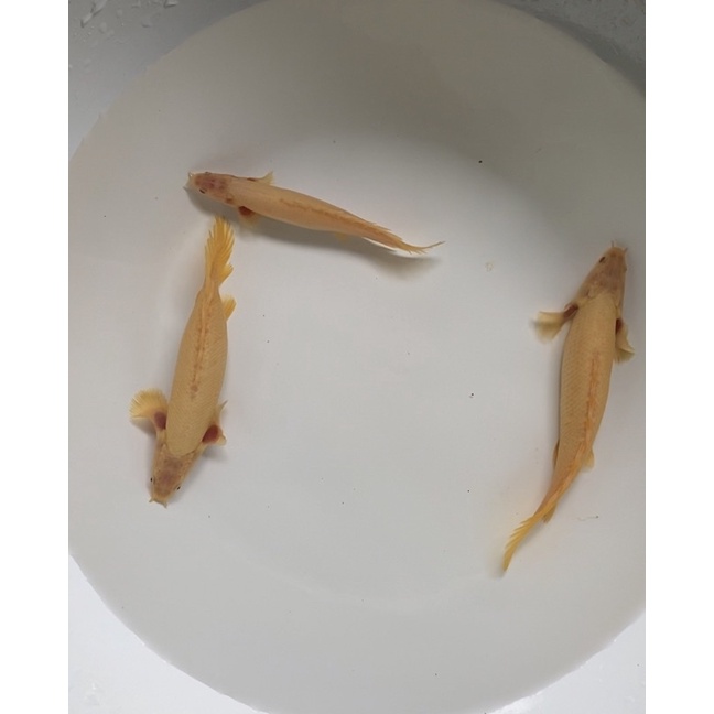 

Ikan Palmas Albino Short Body SB