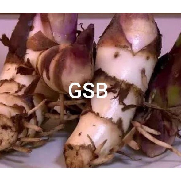 

Jual umbi ganyong merah segar 500 gram