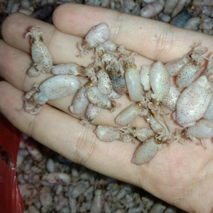 

[ READY SIAP KIRIM ] Baby cumi medan premium 1 kg [[ Bisa COD ]] BABYCUMIKERING | Baby cumi Lumajang | Dheababycumi